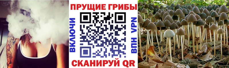 Псилоцибиновые грибы Psilocybe  ссылка на мегу как зайти  Дальнереченск 